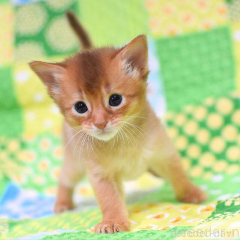 販売中の大阪府のソマリ-126294の1枚目
